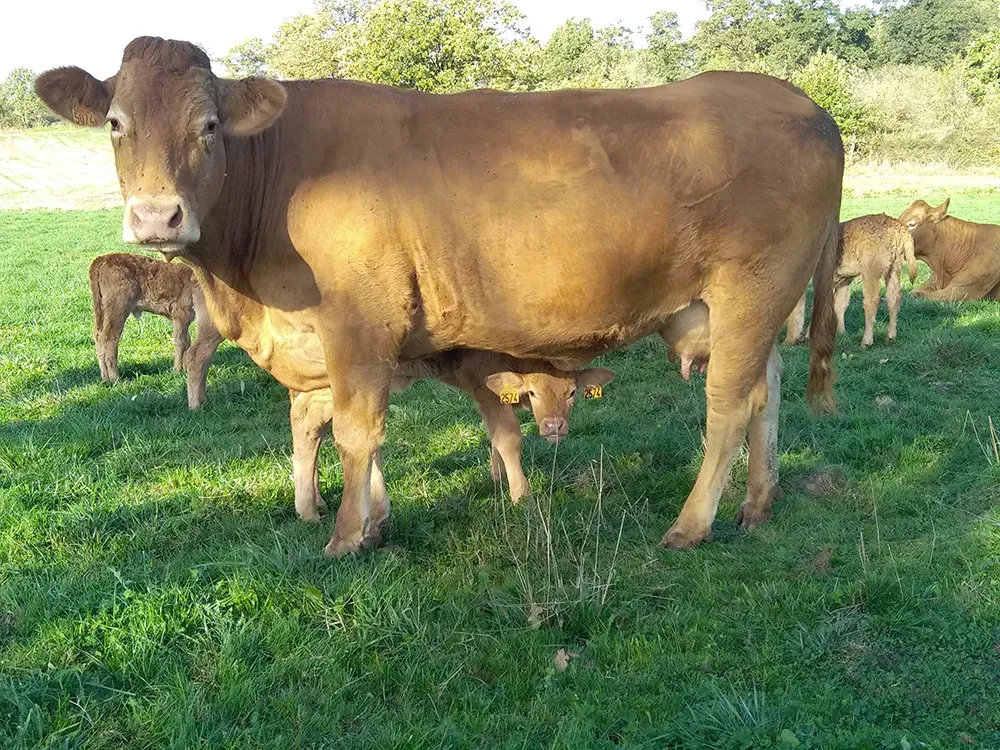 Boeuf à Baraqueville