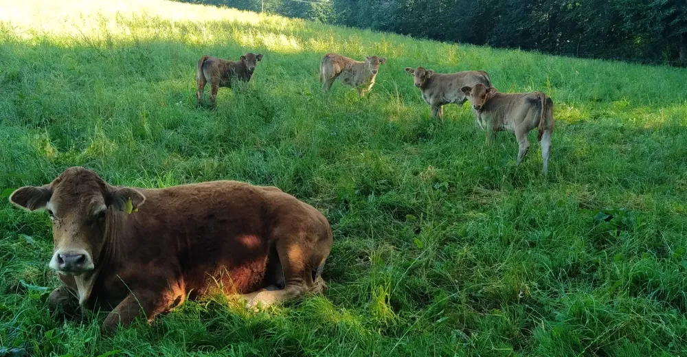 Veau à Baraqueville