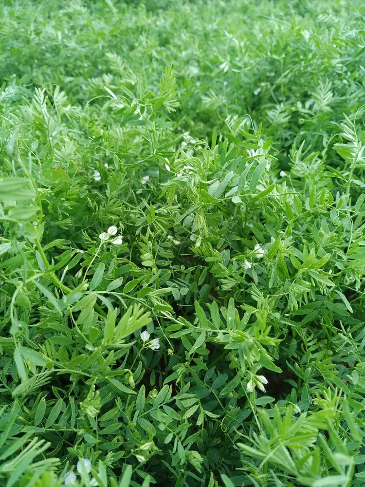 Production des lenilles