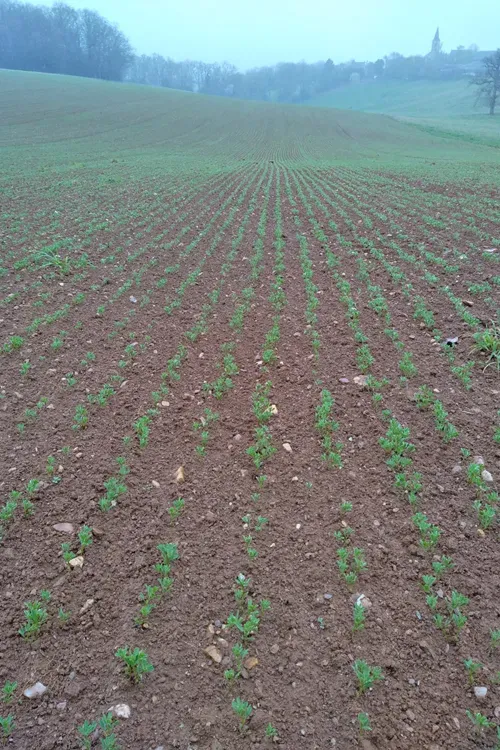 LENTILLES À BARAQUEVILLE