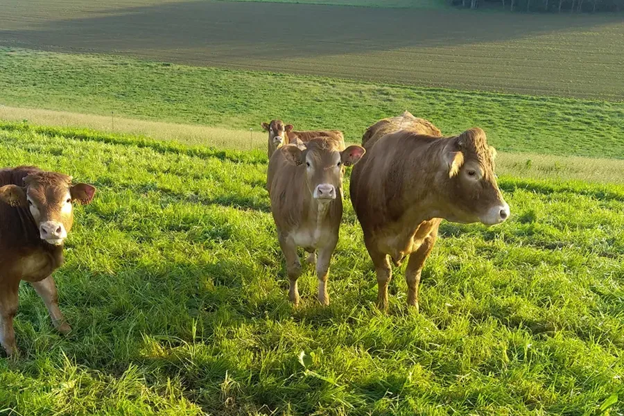 Viande à Baraqueville